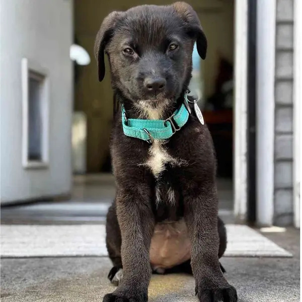 beautiful black puppy