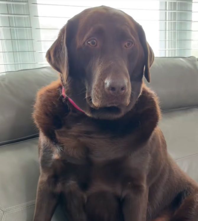 big dog sitting on a couch