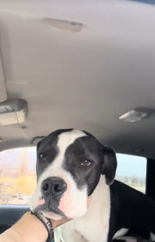 black and white dog in car