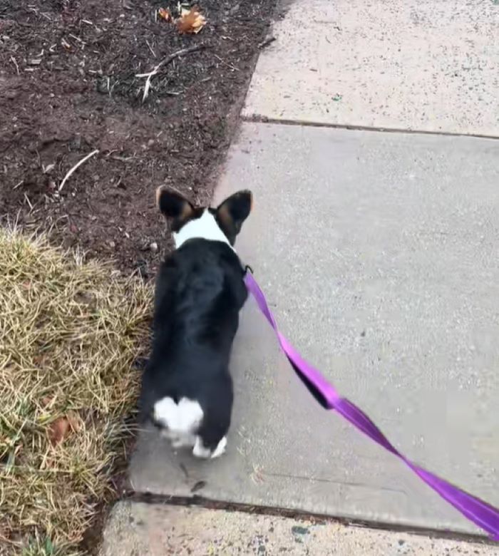 black and white dog on a leash