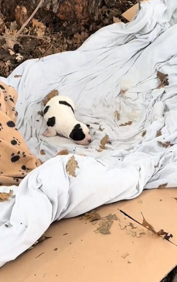 black and white puppy laying down