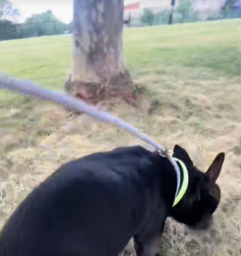 black dog on a leash