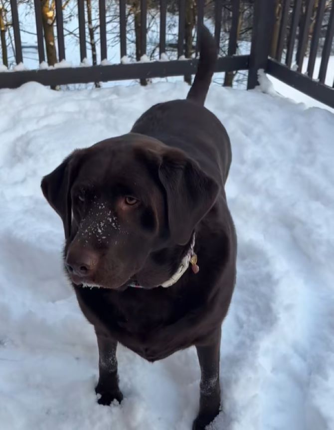 black dog on a snow