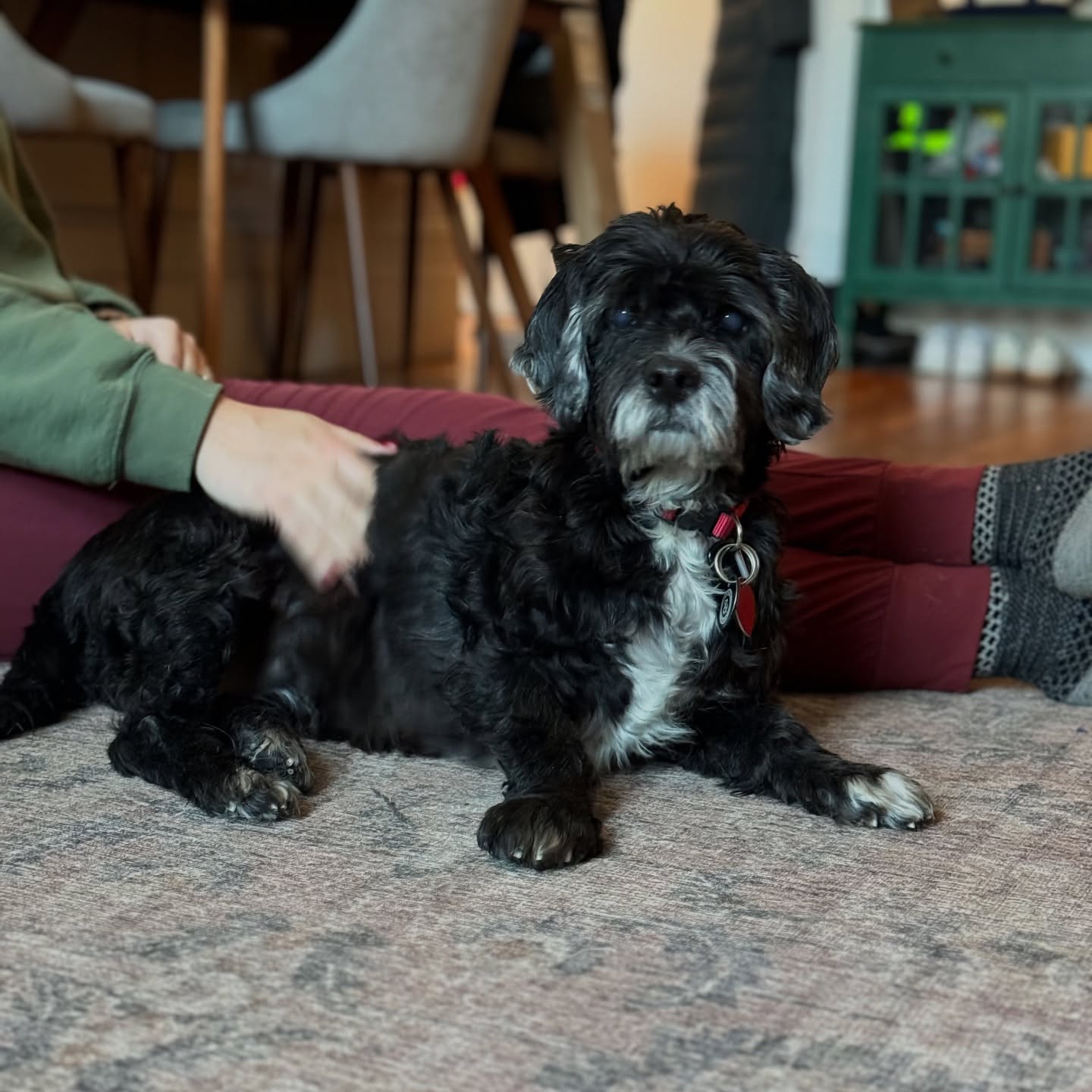 black dog sitting down