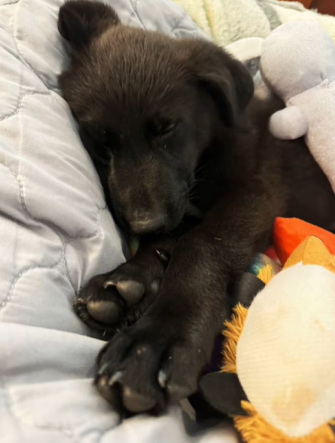 black puppy sleeping