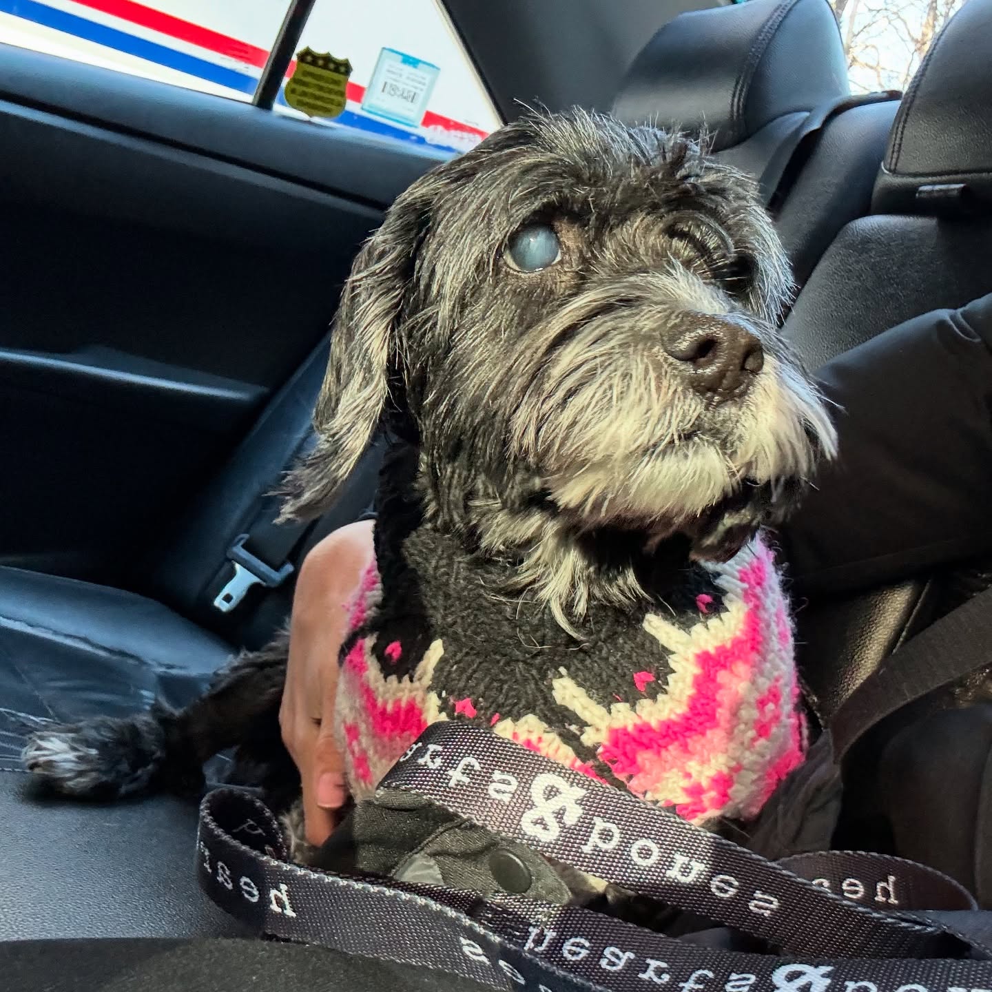 blind dog in car