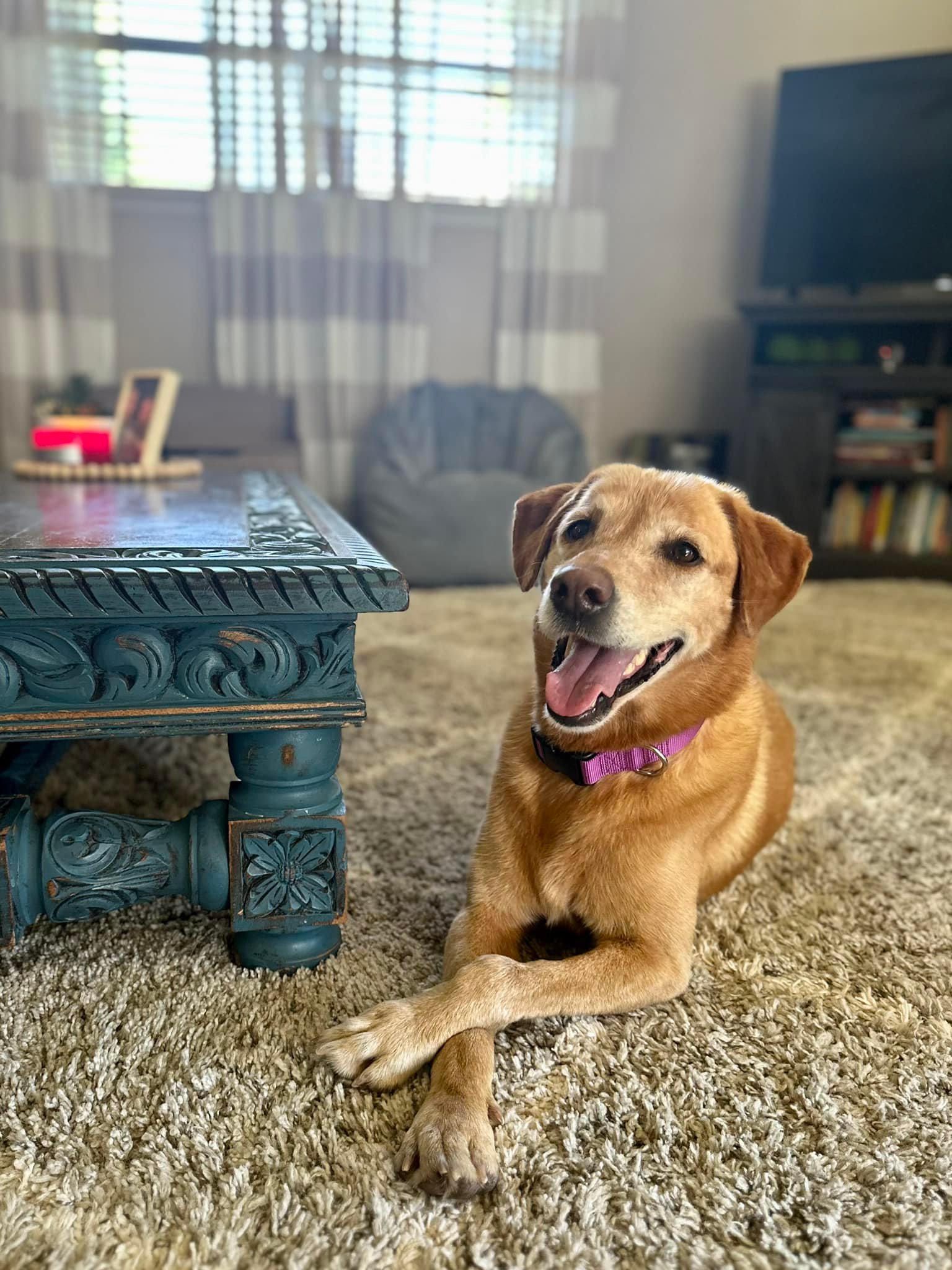 brown dog laying on a rug