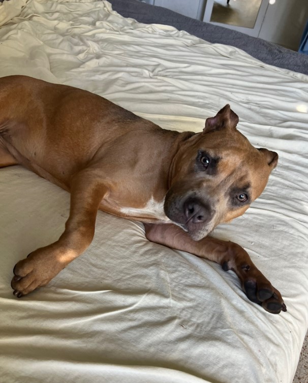 brown dog laying on the bed