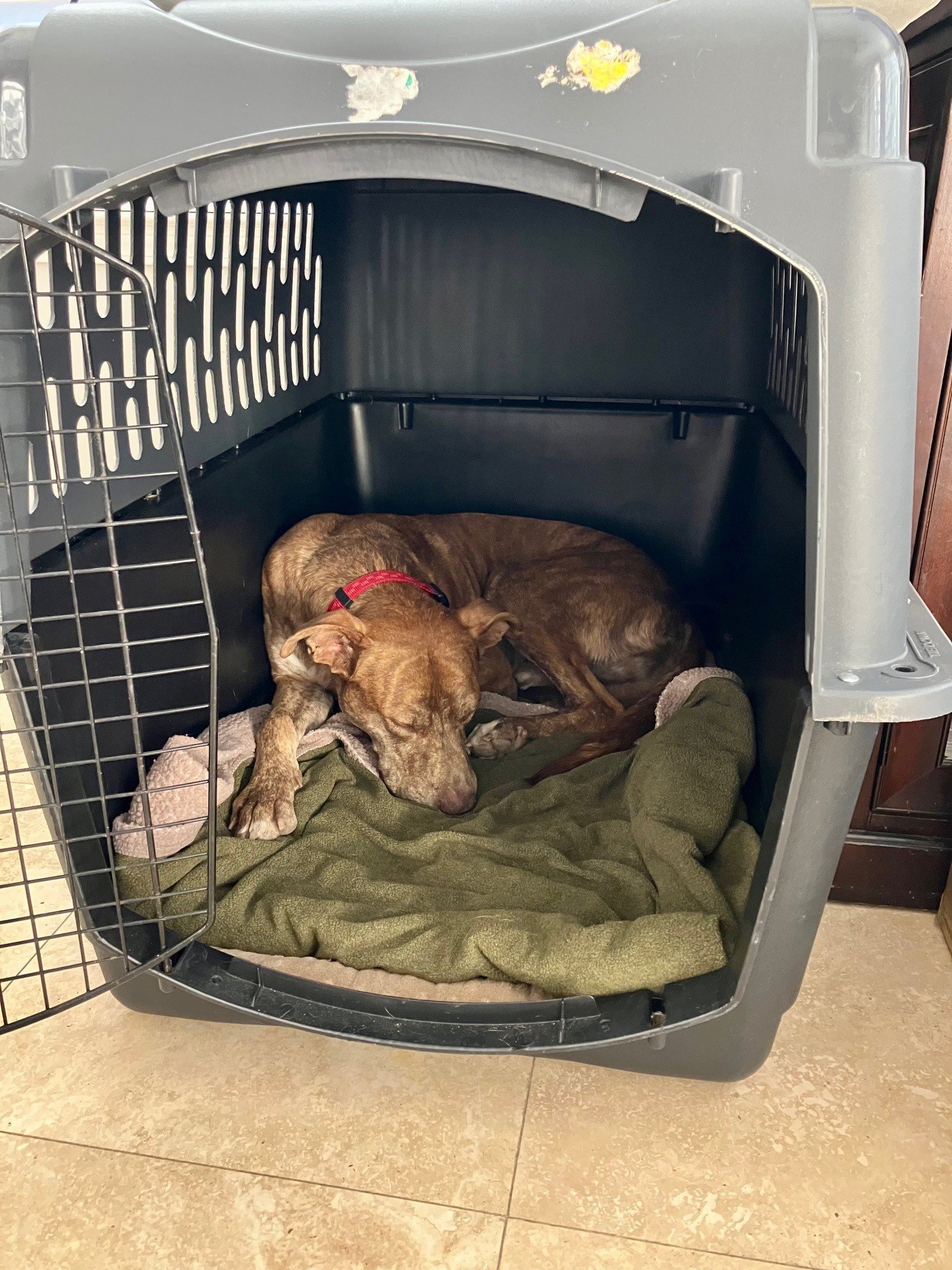 brown dog sleeping in crate