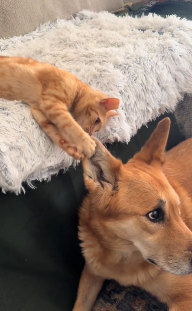 cat playing with cat