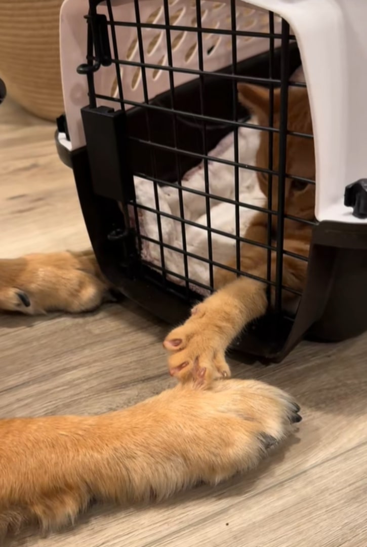 cat touching a dog