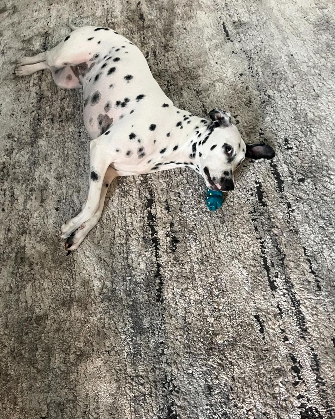 cute dalmatian dog laying on the carpet