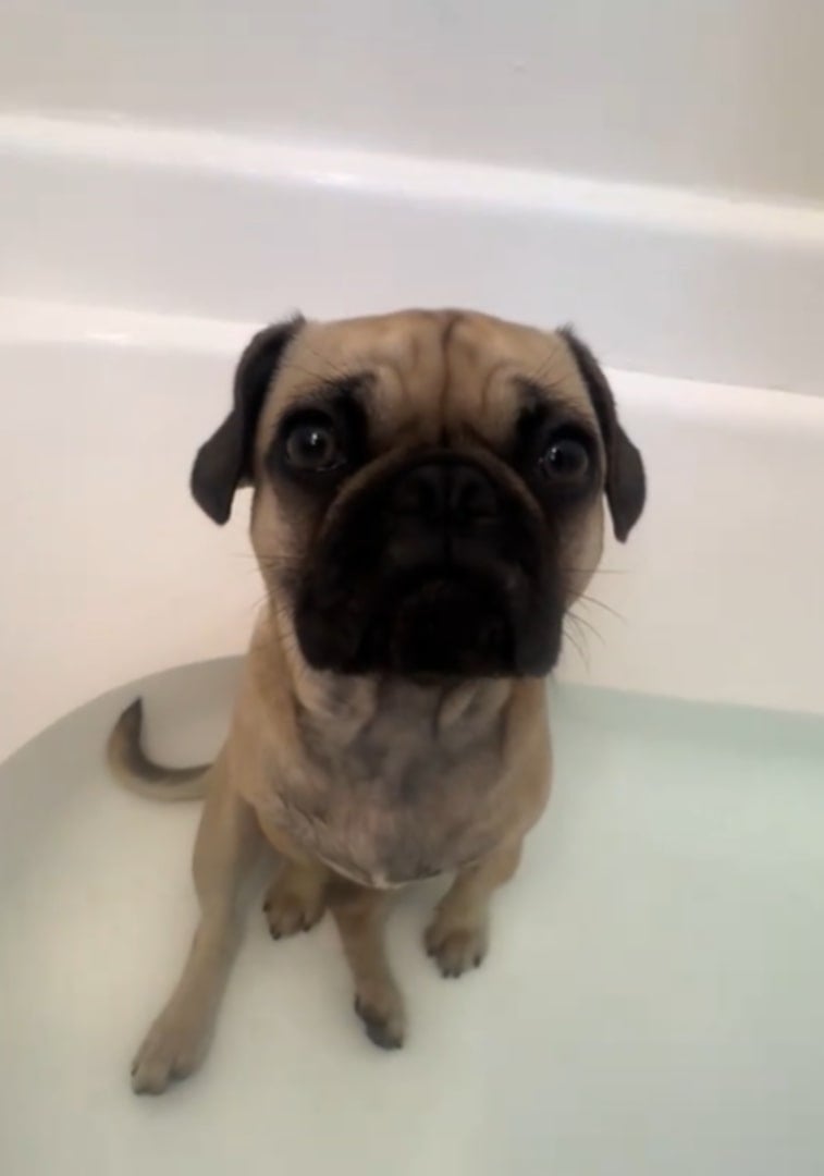 cute dog in water