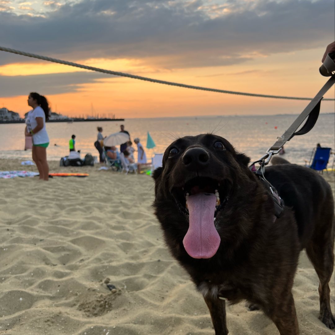 cute dog on a beach