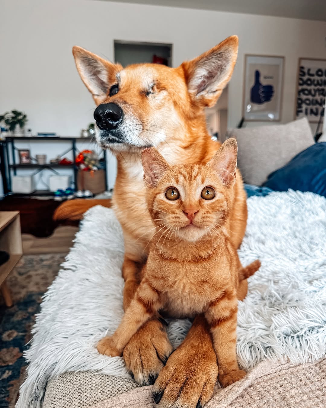 dog and cat posing for a picture