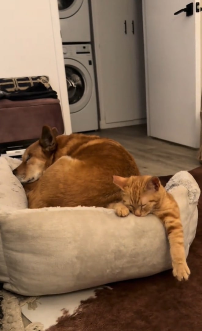 dog and cat sleeping together