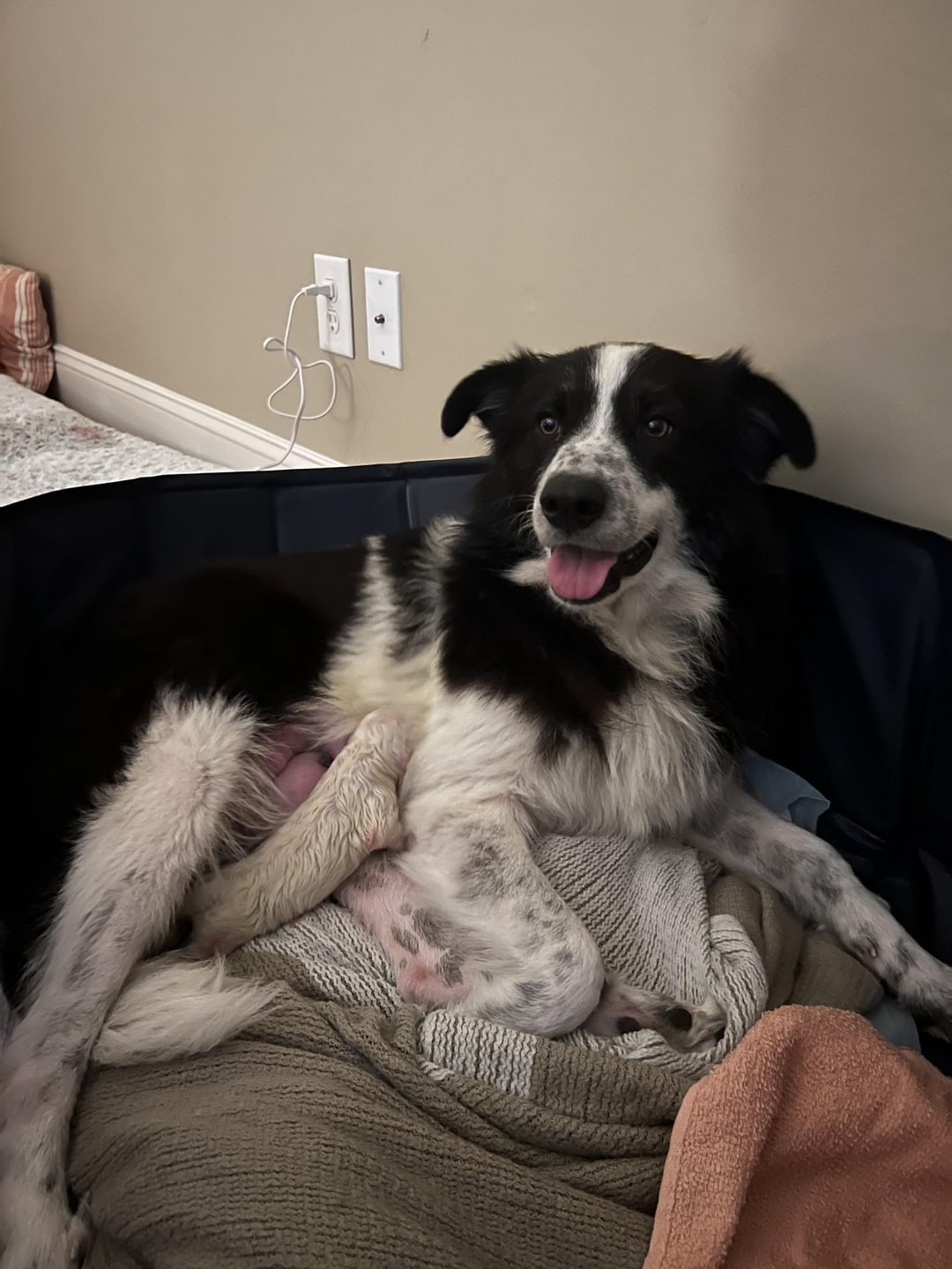 dog breastfeeding newborn puppy