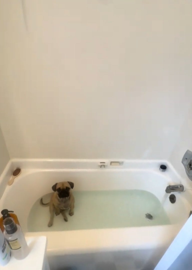 dog in bath