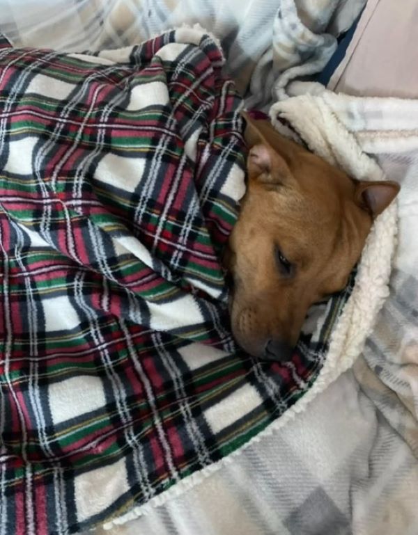 dog laying in blanket