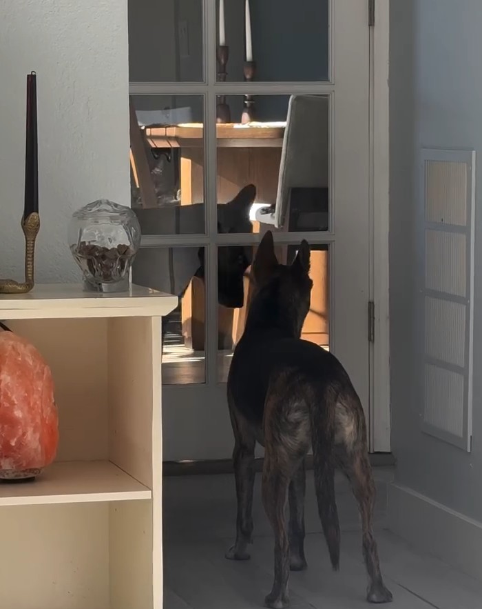 dog looking at another dog through door glass