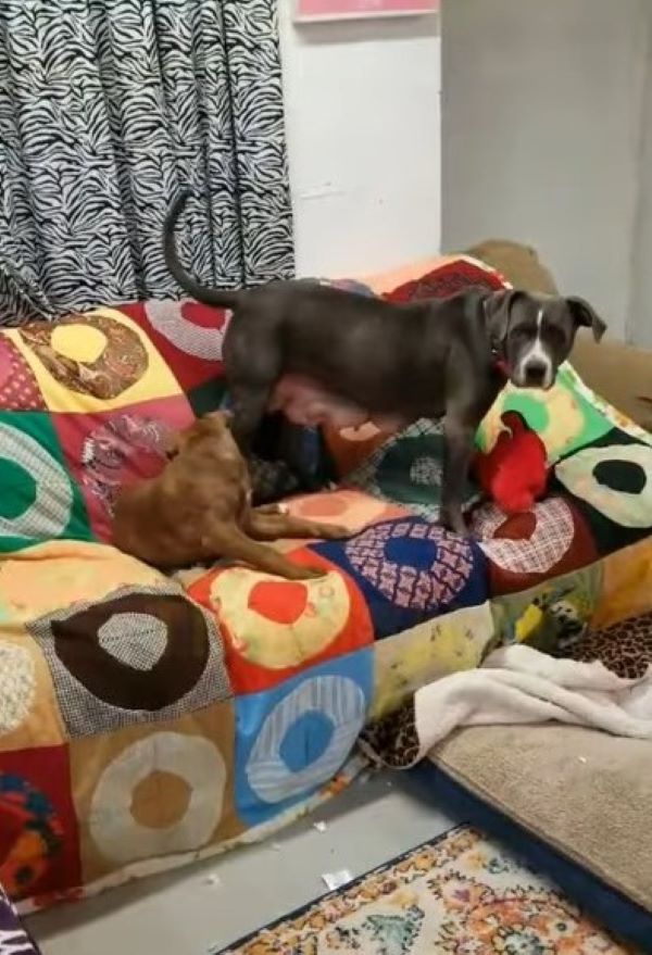 dog on a colorful couch