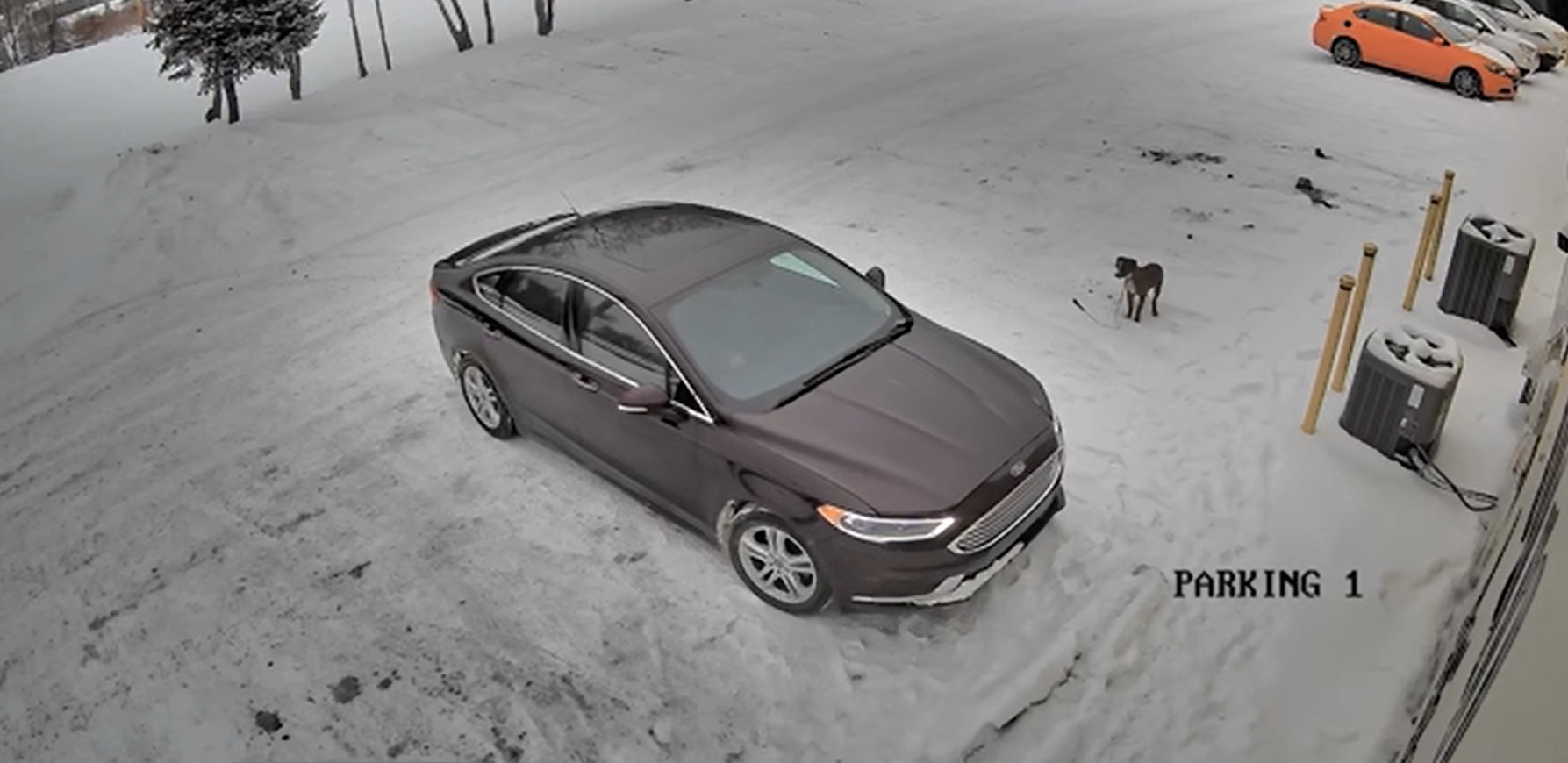 dog on a parking