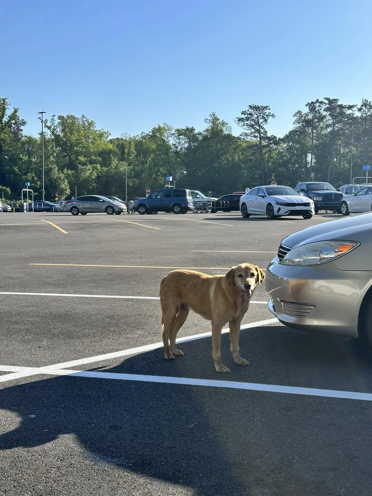 dog on a parking