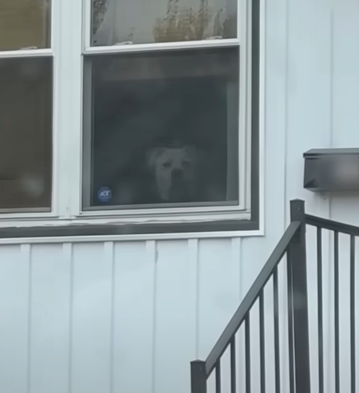 dog on the window