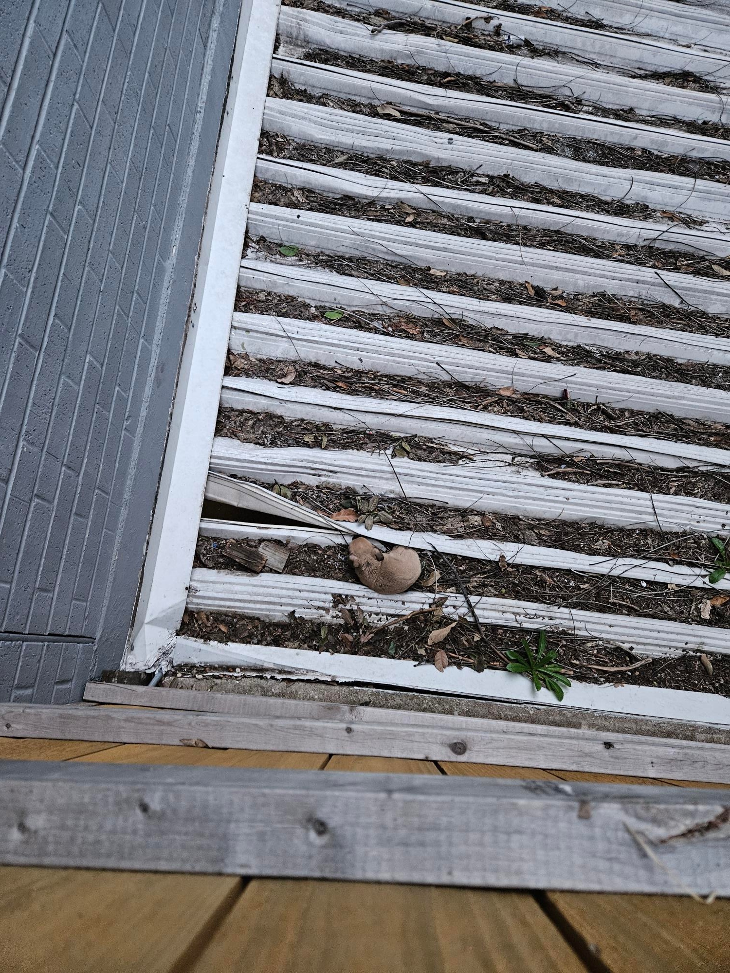 dog stuck on a roof