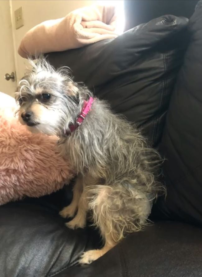 dog with curly fur