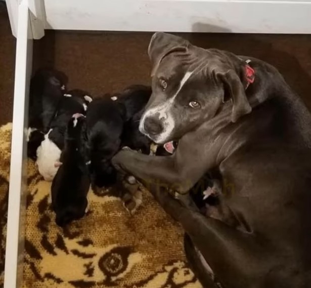 dog with newborn puppies