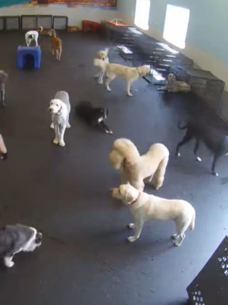 dogs in daycare