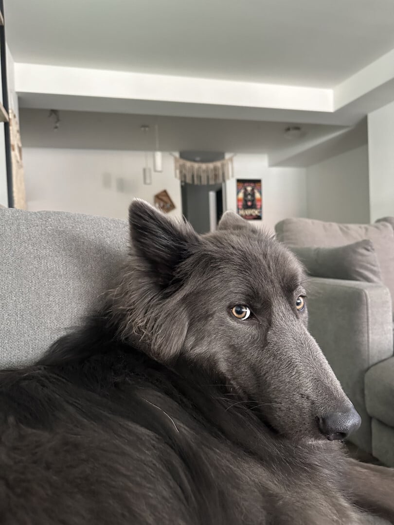 gray dog laying on couch