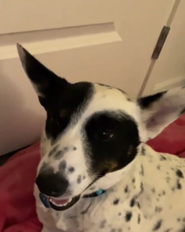 happy black and white dog