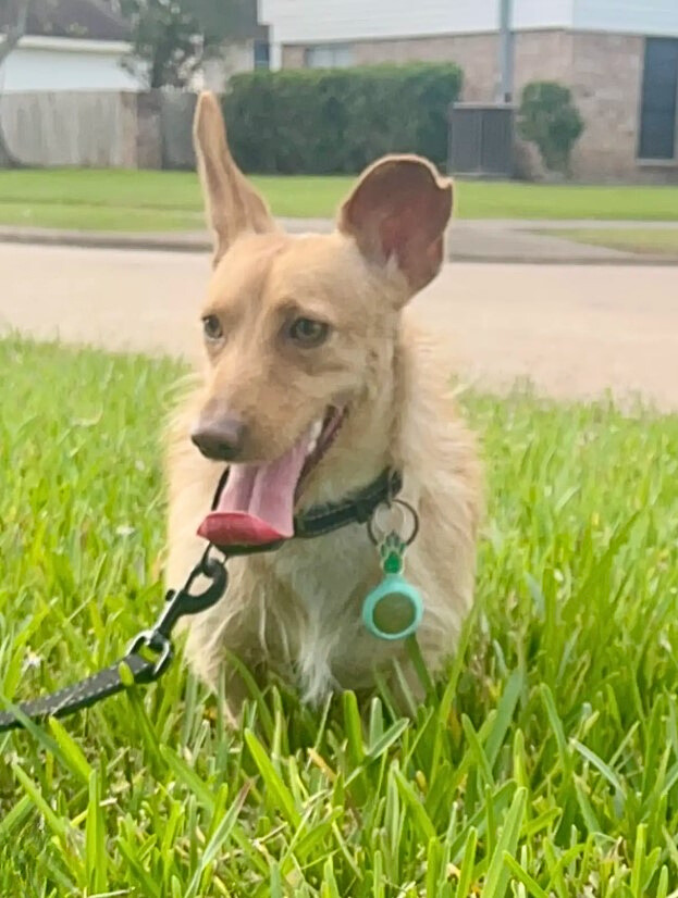 happy dog in grass