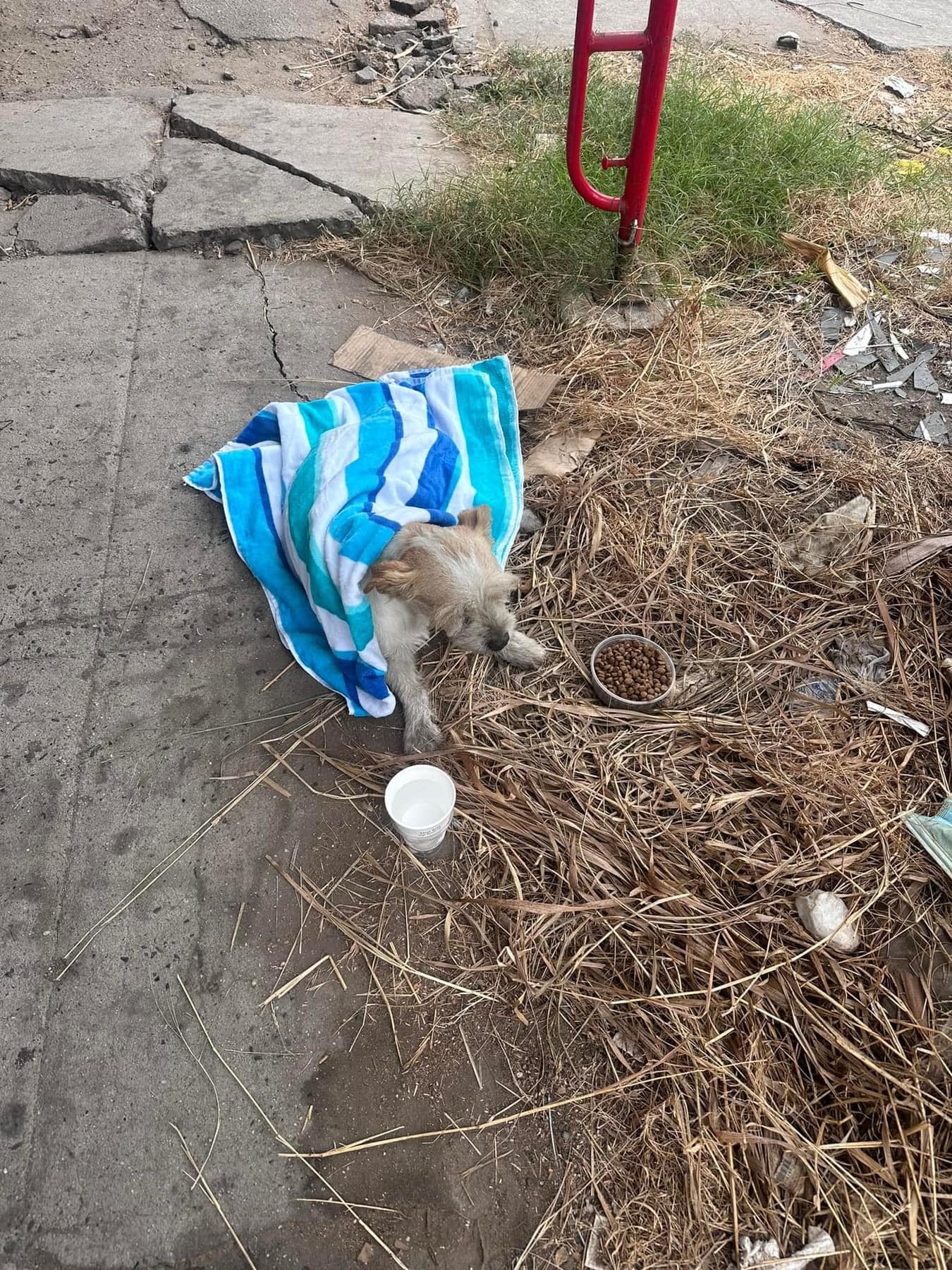 injured dog covered with a blue towel