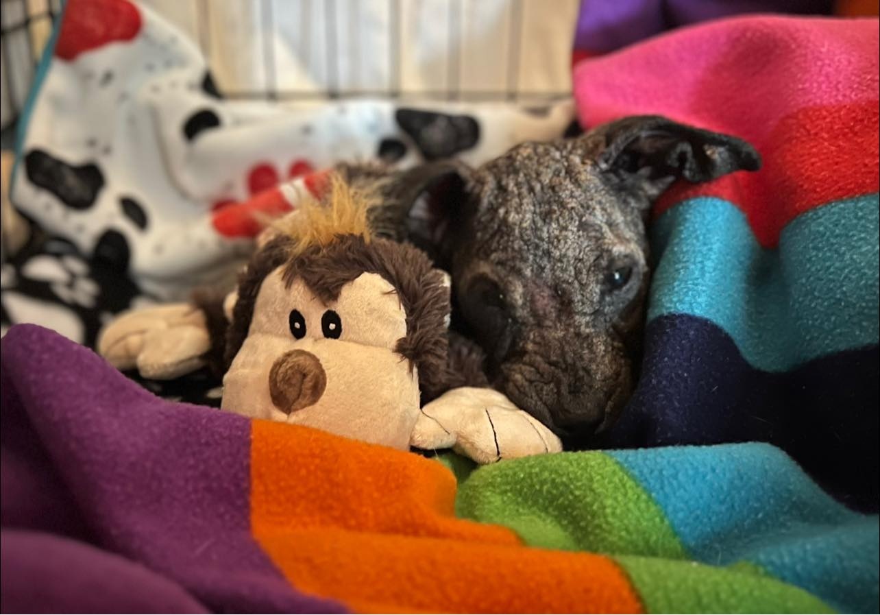 injured dog lying in colorful blanket