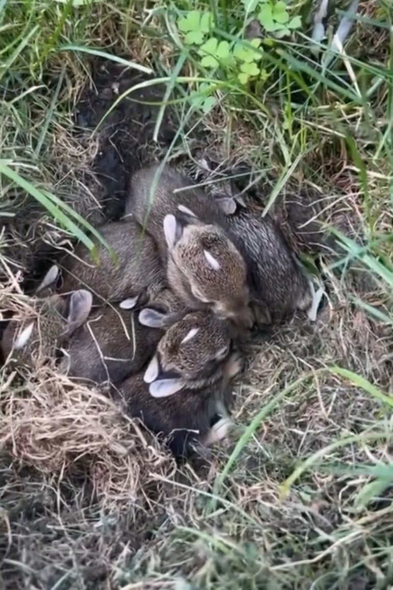 little bunnies on the grass