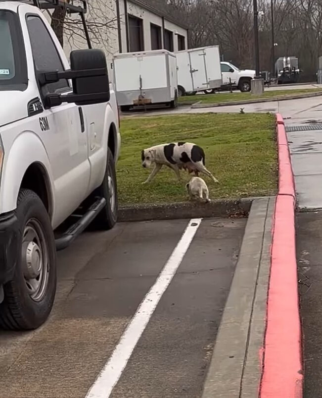 mother dog and her puppy