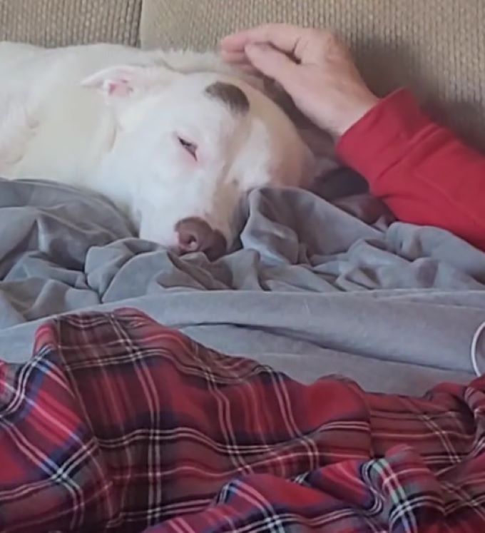 old woman petting a white dog