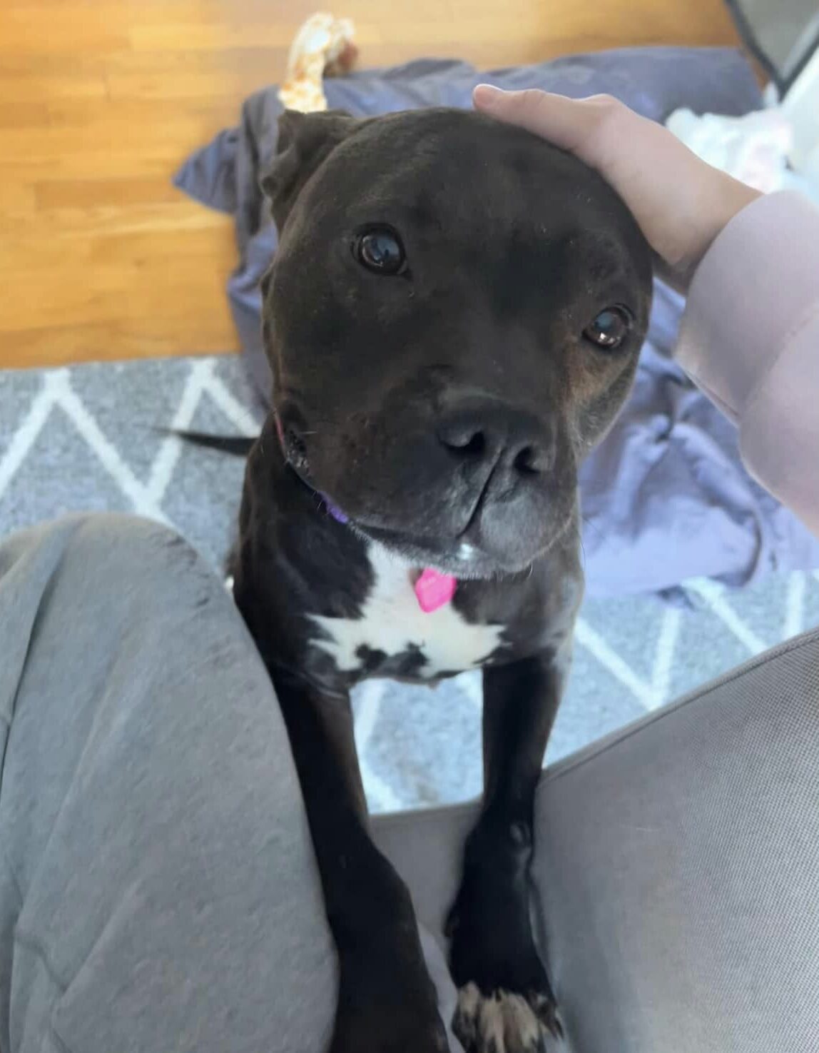 owner petting a beautiful dog