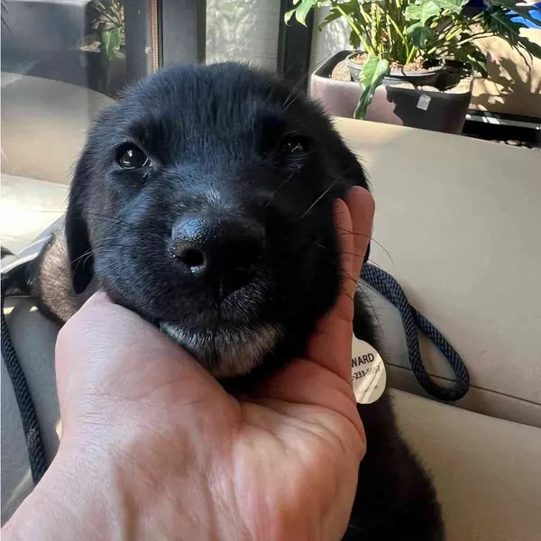 owner petting a black puppy