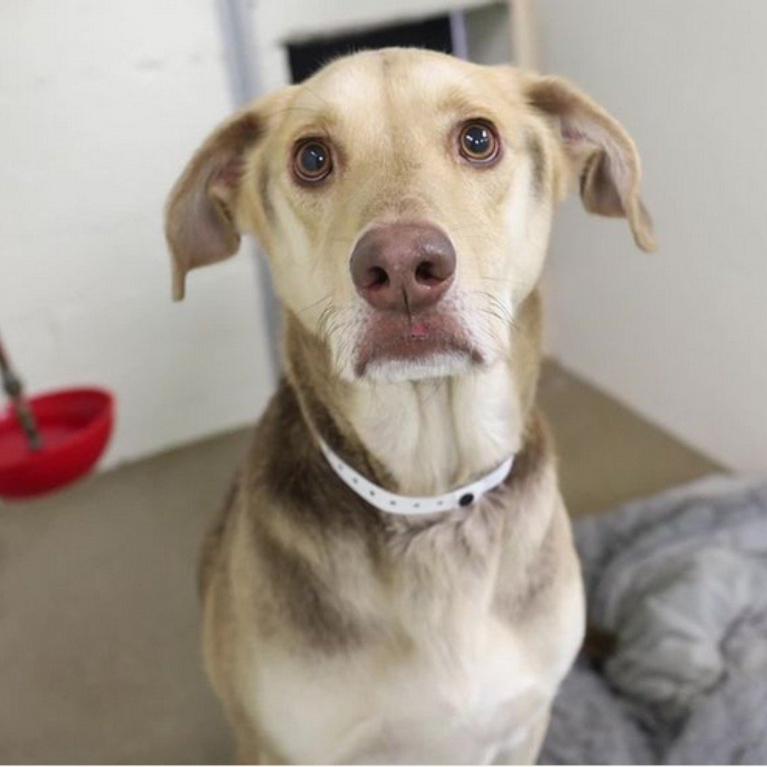 portrait of a brown dog looking at the camera