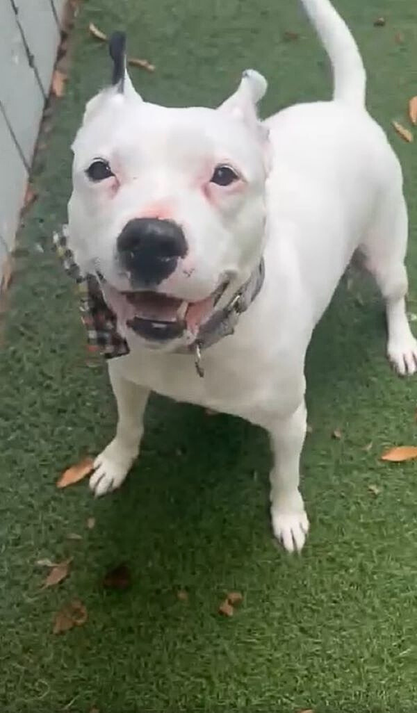 portrait of a white dog with black eyes