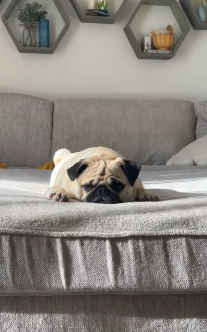 pug laying on a bed