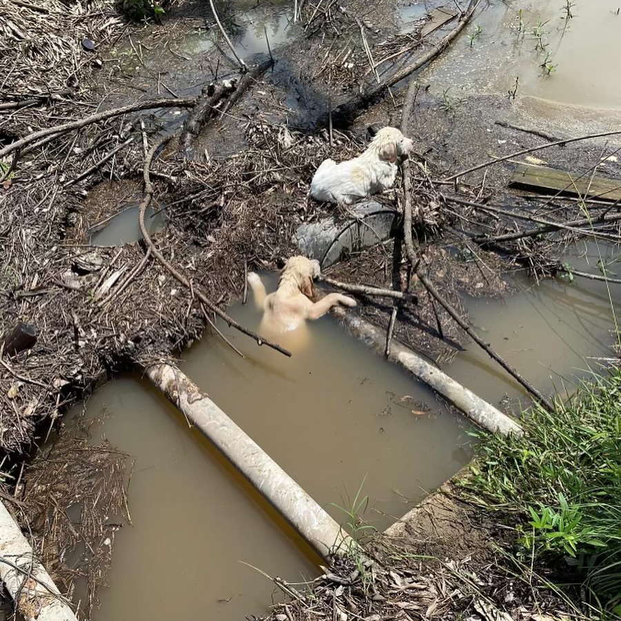 puppies dumped in a stream