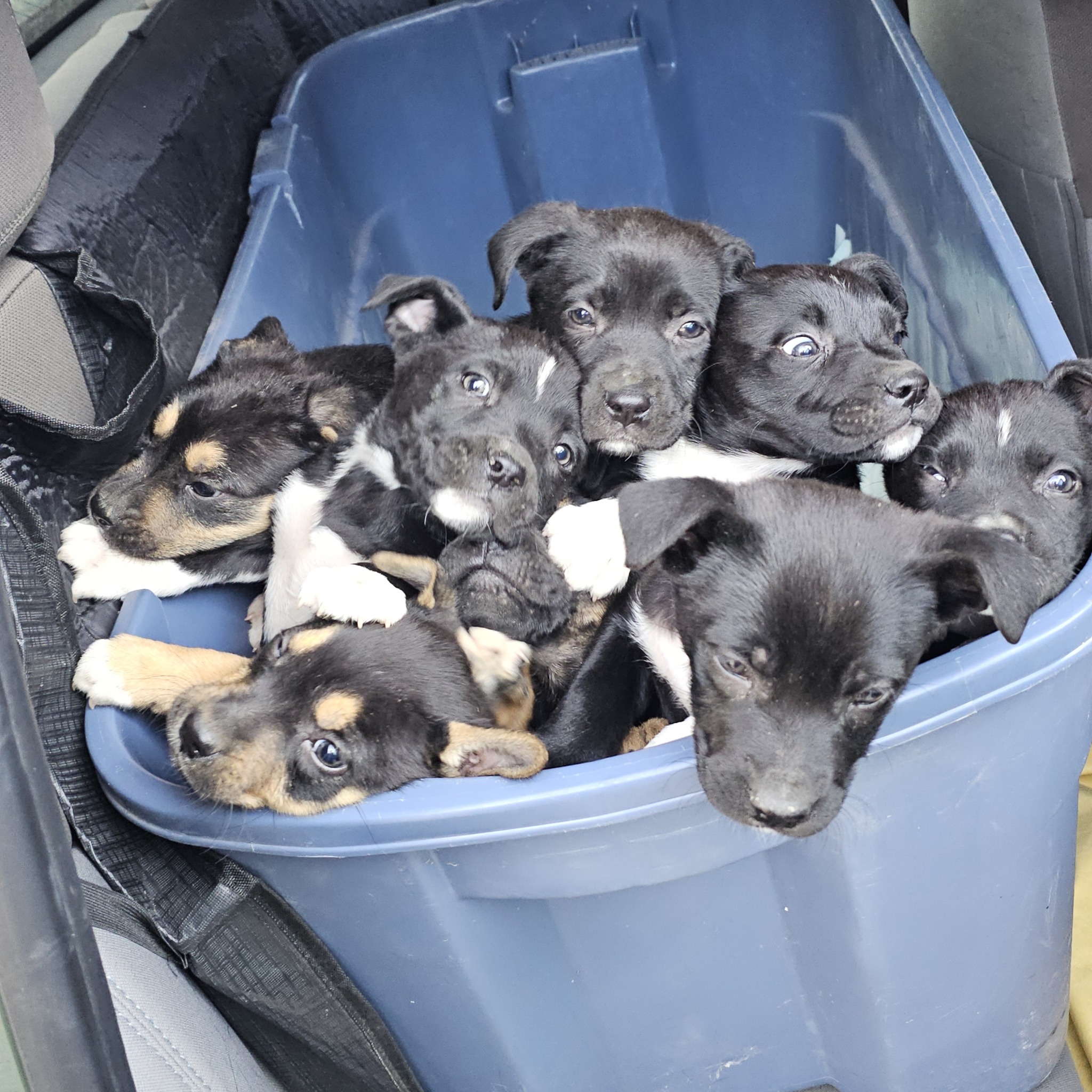 puppies in a bin