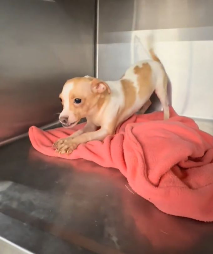 puppy in crate