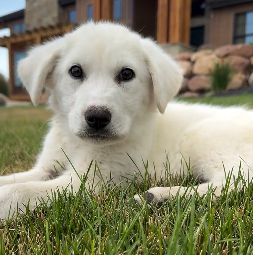 puppy lying on grass