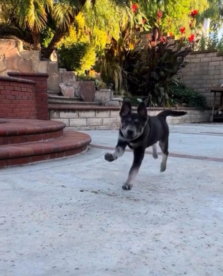 puppy running